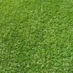 Kikuyu grass