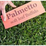 Soft Leaf Buffalo Grass